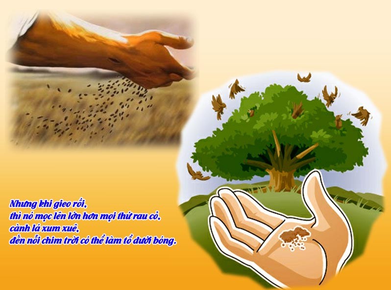 Lắng Nghe Lời Chúa: Lời Kêu Gọi Hoán Cải Từ Cây Vả Không Sinh Bông Trái 13 Lắng Nghe Lời Chúa: Lời Kêu Gọi Hoán Cải Từ Cây Vả Không Sinh Bông Trái