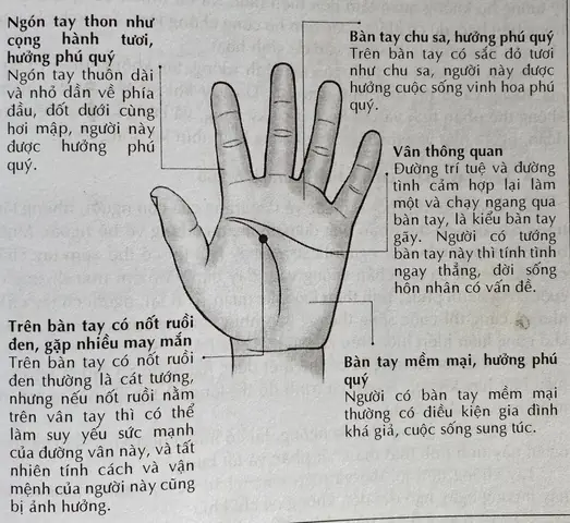 Bàn Tay Nhỏ Tướng Số