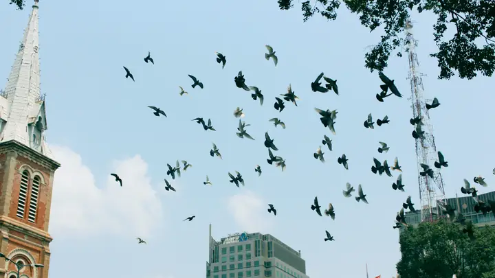 Bồ Câu Nhà Thờ Đức Bà