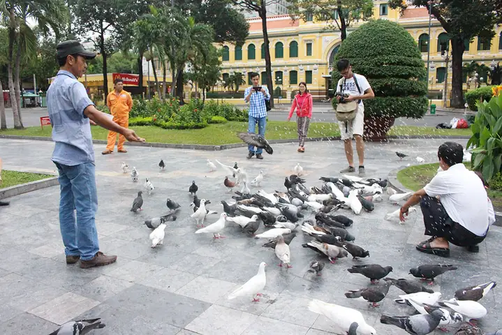Bồ Câu Nhà Thờ Đức Bà