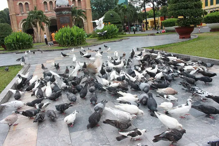 Bồ Câu Nhà Thờ Đức Bà
