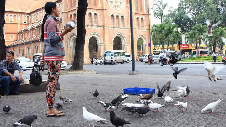 Bồ Câu Nhà Thờ Đức Bà