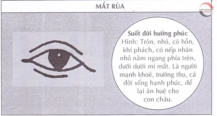 Các Loại Tướng Mắt Các Loại Tướng Mắt