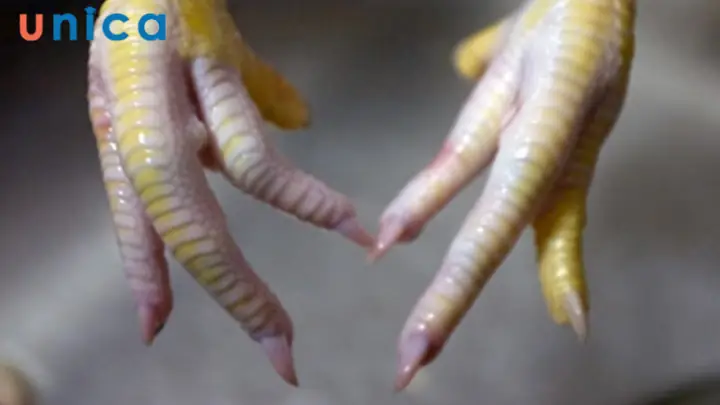 Các Tướng Chân Gà Đẹp