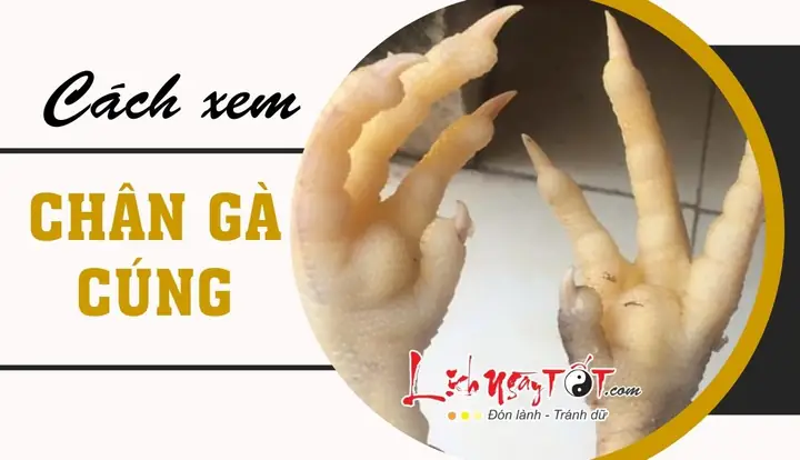 Các Tướng Chân Gà Đẹp Rằm Tháng Giêng