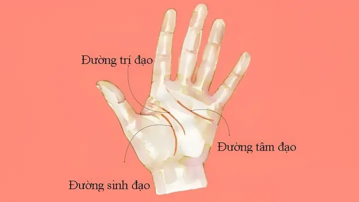 Cách Xem Tướng Số Qua Chỉ Tay