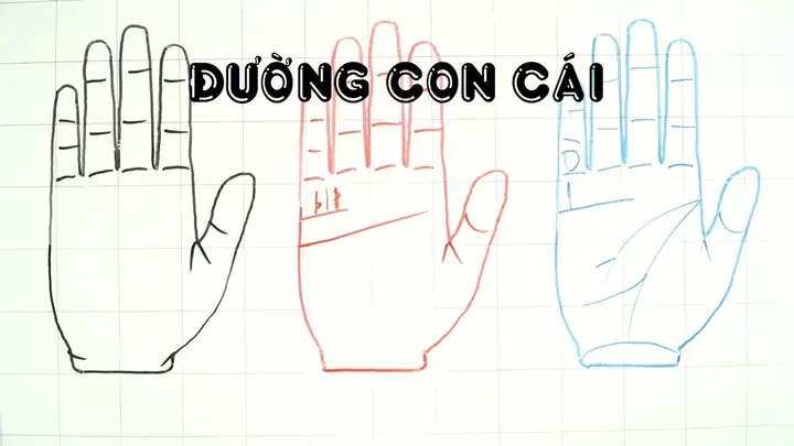 Cách Xem Tướng Số Qua Đường Chỉ Tay