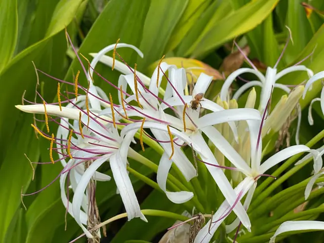 Cây Đại Tướng Quân Phong Thủy