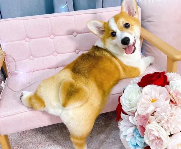 Có Lông Đít Tướng Số