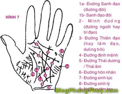 Coi Tướng Số Chỉ Tay