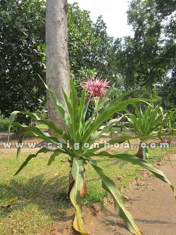 Đại Tướng Quân Hoa Kiểng Phong Thủy Đại Tướng Quân Hoa Kiểng Phong Thủy
