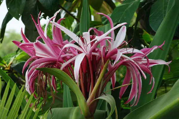Đại Tướng Quân Hoa Kiểng Phong Thủy