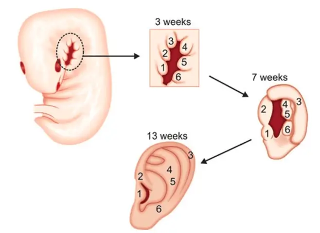 Lỗ Rò Luân Nhĩ Tướng Số