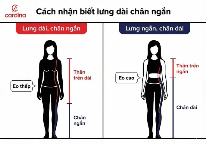 Lưng Dài Chân Ngắn Nam Tướng Số