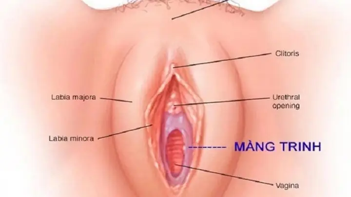 Nhận Dạng Tướng Mặt Mất Trinh