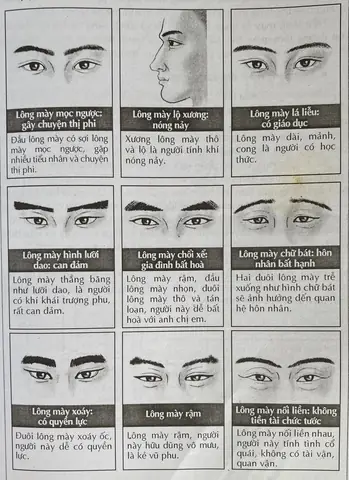 Tất Cả Những Tướng Lông Mày