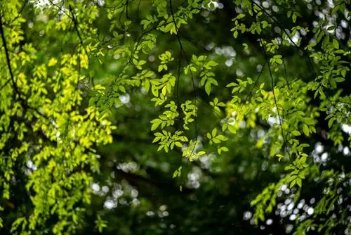 Tử Vi Tướng Số Hàng Ngày