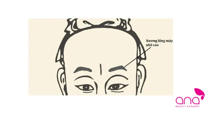 Tướng Lông Mày Cao Tướng Lông Mày Cao