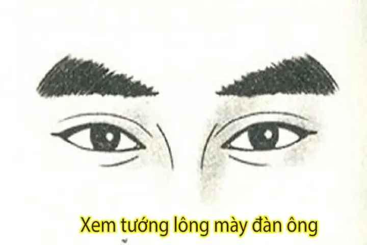 Tướng Lông Mày Giàu Có Tướng Lông Mày Giàu Có