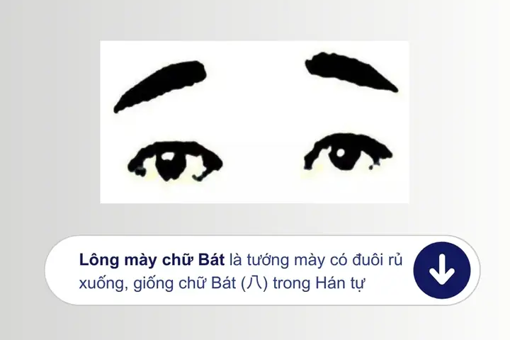 Tướng Lông Mày Hình Chữ Bát