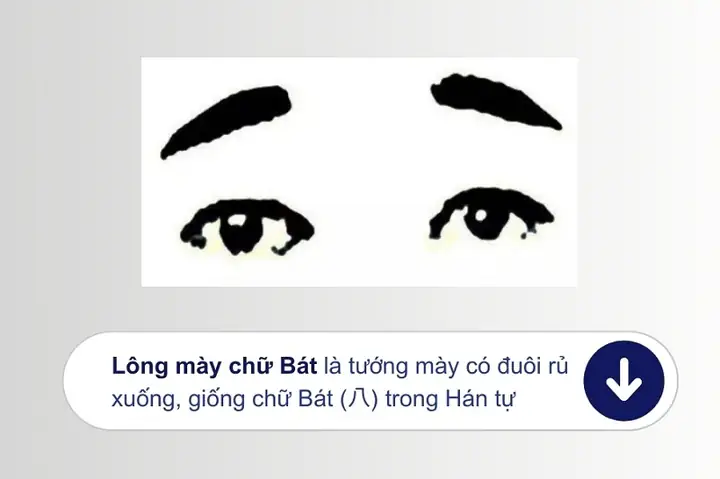 Tướng Lông Mày Hình Chữ Bát