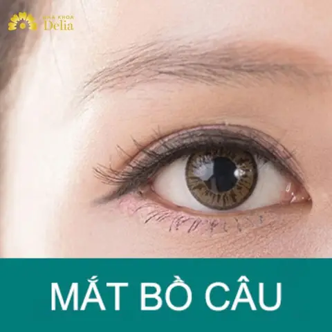 Tướng Mắt Bồ Câu Tướng Mắt Bồ Câu