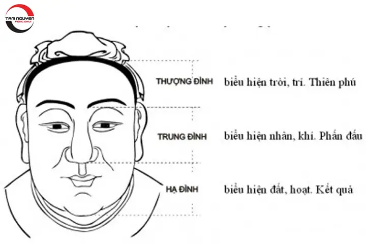 Tướng Mặt Các Bộ Vị Trên Mặt