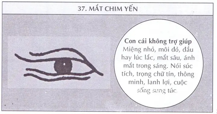 Tướng Mắt Chim Họa Mi