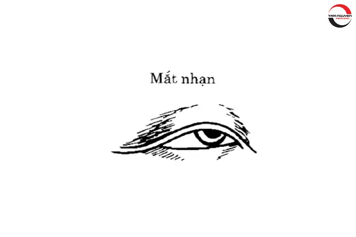 Tướng Mắt Chim Họa Mi
