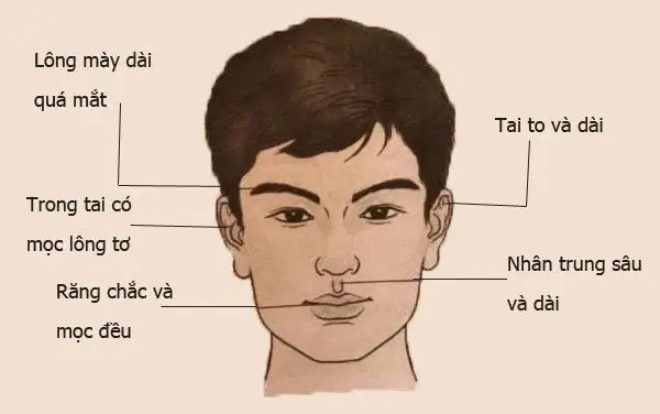 Tướng Mặt Nam Giới