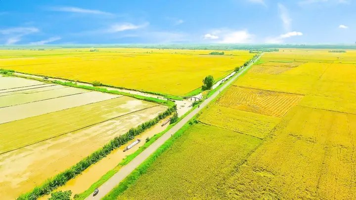 Tướng Miệng Xung Quang Có Hạt Gạo Là Tướng Miệng Xung Quang Có Hạt Gạo Là