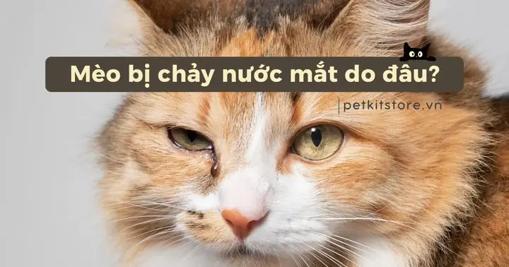 Tướng Số Miệng Méo Bên Trái