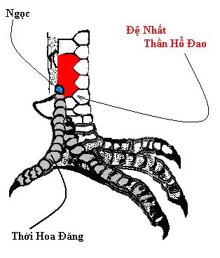 Xem Tướng Chân Gà Chọi