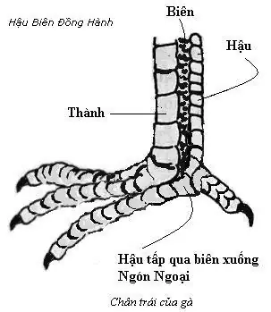 Xem Tướng Chân Gà Chọi