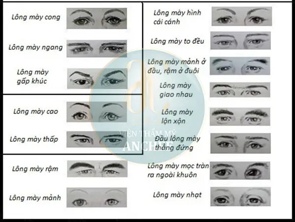 Xem Tướng Chân Mày Đàn Ông