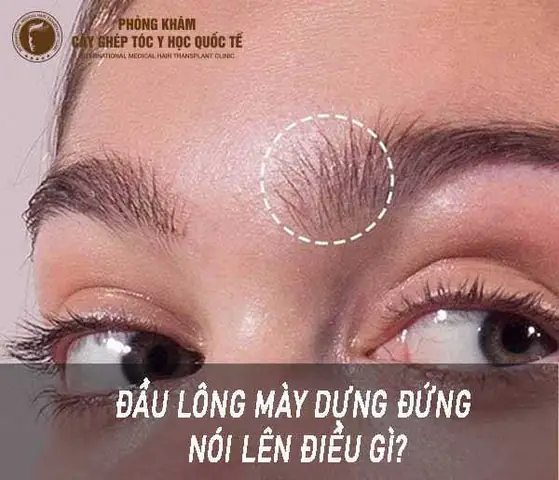 Xem Tướng Lông Mày Dựng Đứng