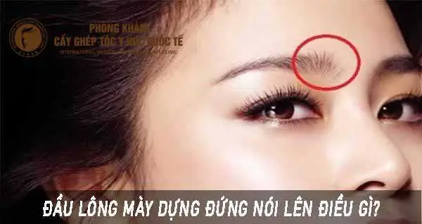 Xem Tướng Lông Mày Dựng Đứng