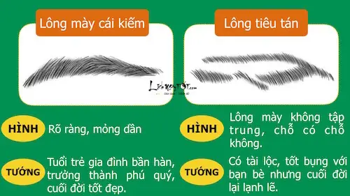 Xem Tướng Lông Mày Nam Xemtuong.net