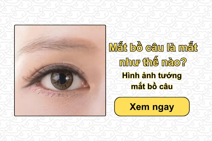 Xem Tướng Mắt Bồ Câu Xem Tướng Mắt Bồ Câu