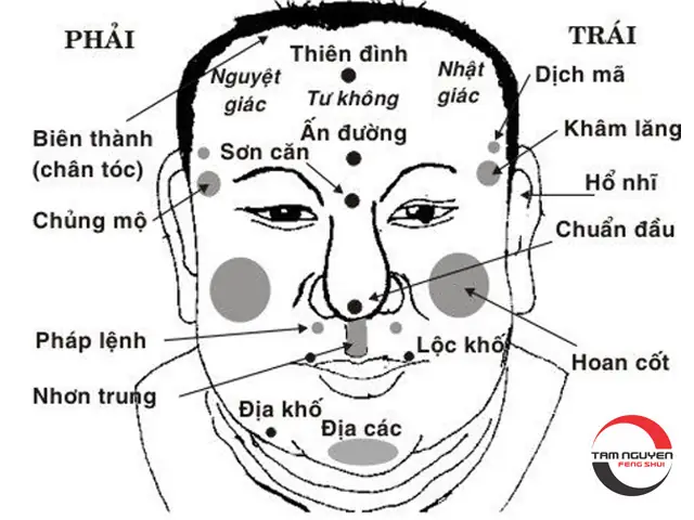 Xem Tướng Mặt Đoán Vận Tương Lai