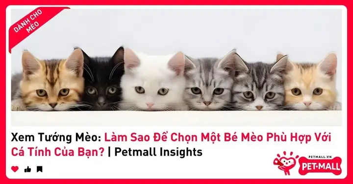 Xem Tướng Mũi Mèo