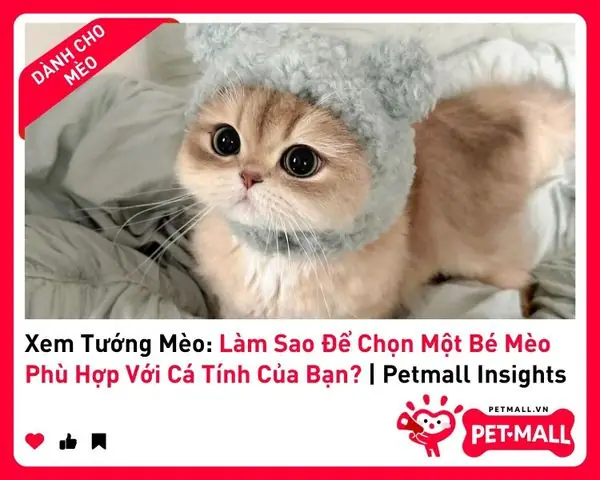 Xem Tướng Mũi Mèo