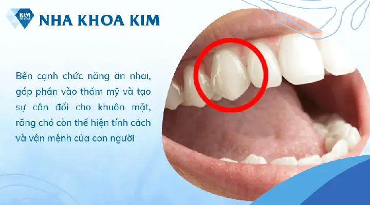 Xem Tướng Răng Chó Xem Tướng Răng Chó