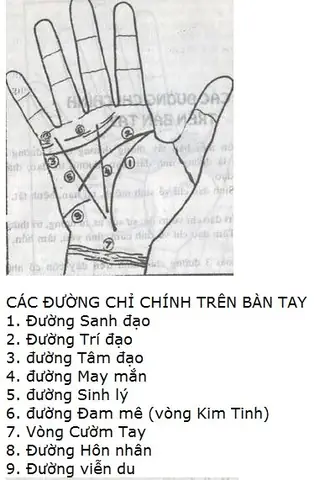 Xem Tướng Số Qua Đường Chỉ Tay