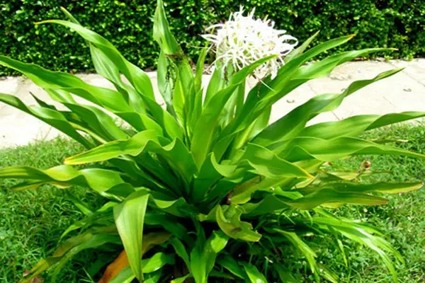 Ý Nghĩa Phong Thủy Của Cây Đại Tướng Quân