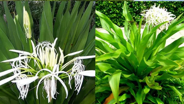 Ý Nghĩa Phong Thủy Của Cây Đại Tướng Quân