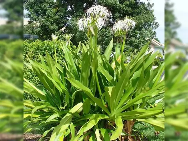 Ý Nghĩa Phong Thủy Của Đá Khổng Tướng Ý Nghĩa Phong Thủy Của Đá Khổng Tướng