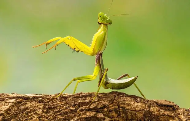 Ba Khía Bò Vào Nhà Là Điềm Gì