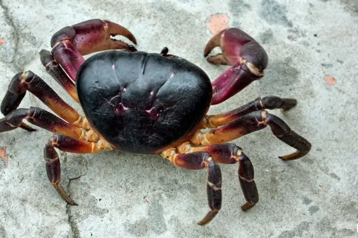 Ba Khía Bò Vào Nhà Là Điềm Gì