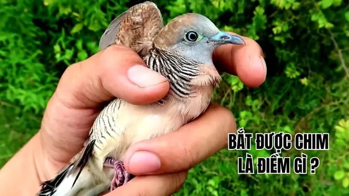 Bắt Được Chim La Điềm Gì Bắt Được Chim La Điềm Gì
